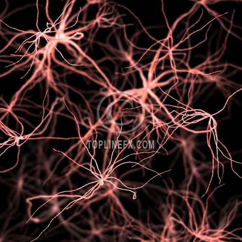 Neurons And Synapses