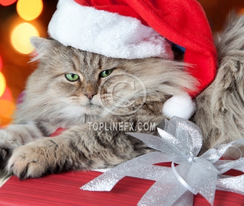 Serious Christmas cat