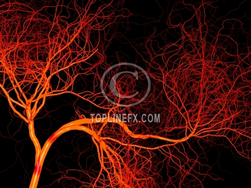 The circulatory system of man